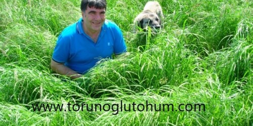 Ot Tipi Teff Grass Tohumu Nasıl Ekilir