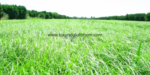 Teff Grass Tohumu 